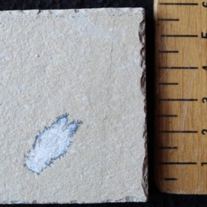 Acanthophoenicides peterpani 05R