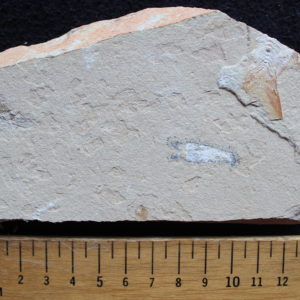 Acanthophoenicides peterpani 06R