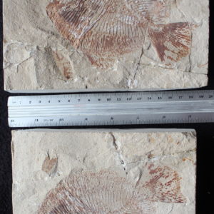 Akromystax tilmachiton 01B