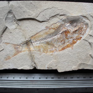 Armigatus 23