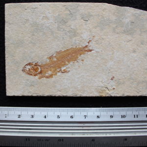 Ctenodentelops striarus 23