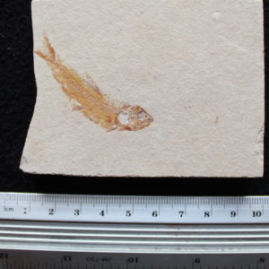 Ctenodentelops striarus 26
