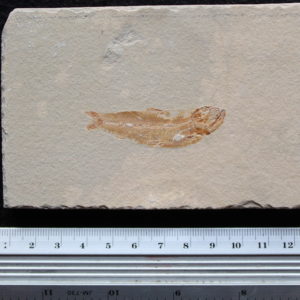 Ctenodentelops striarus 27