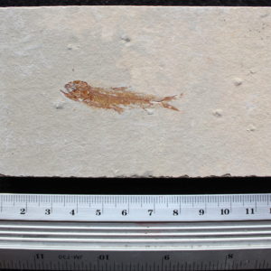 Ctenodentelops striarus 28