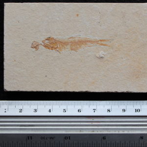 Ctenodentelops striarus 29