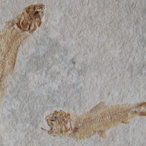 Ctenodentelops striarus