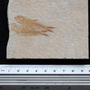 Ctenodentelops striarus 32