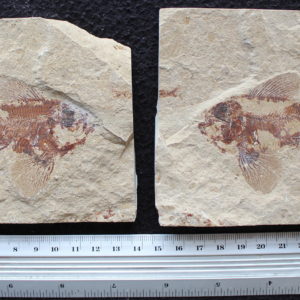 Ctenothrissa 08B