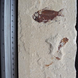 Ctenothrissa 10B