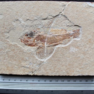 Ctenothrissa 44