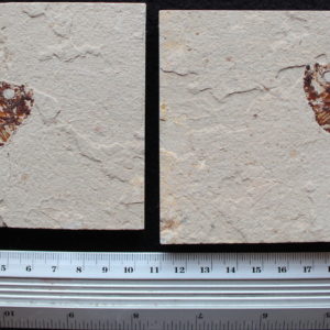 Diplomystus birdi 03B