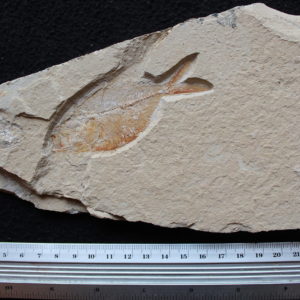 Diplomystus birdi 57