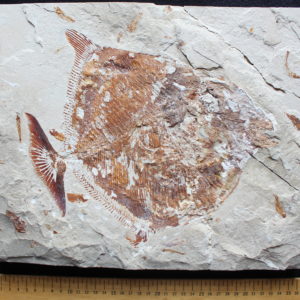 Paleobalistum