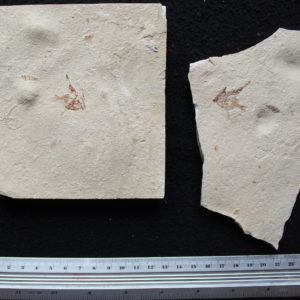 Pankowskichthys libanicus 02B