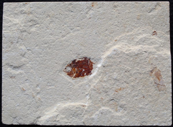 Plectocretacicus 35 - Image 2