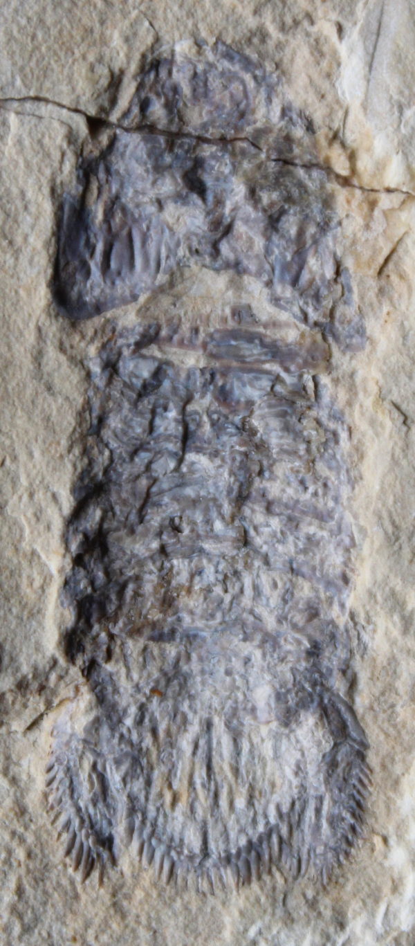 Sculda syriaca 11 - Image 2