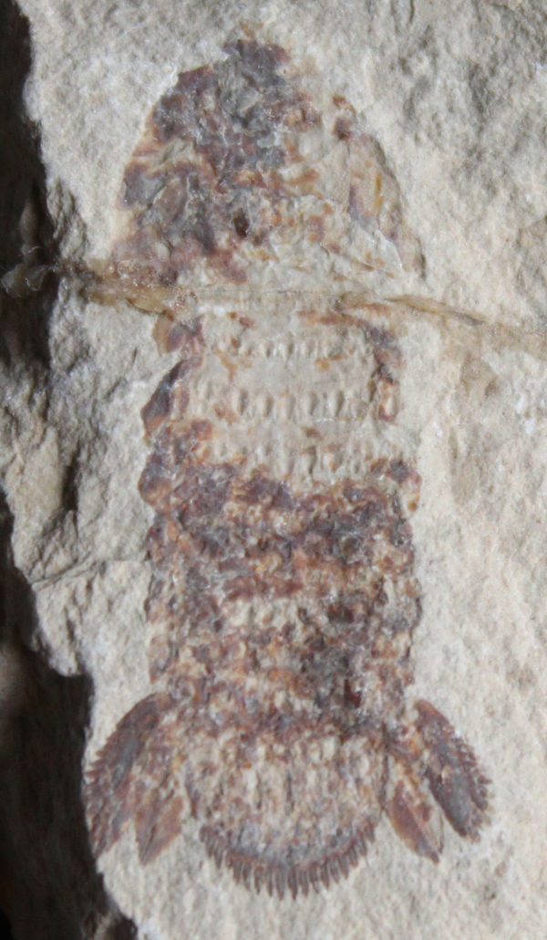 Sculda syriaca 12 - Image 2