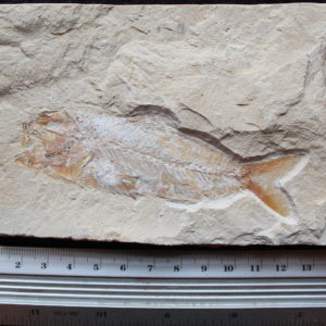 Sedenhorstia dayi 27