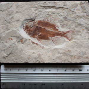 Ctenothrissa 13