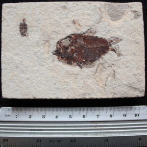 Ctenothrissa 14