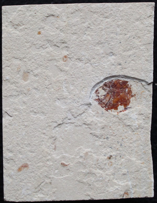 Plectocretacicus 01B - Image 2