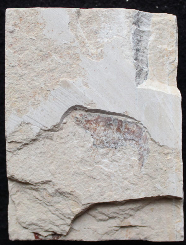 Plectocretacicus 01B - Image 4
