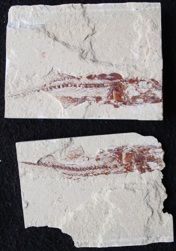Plectocretacicus 01B - Image 5