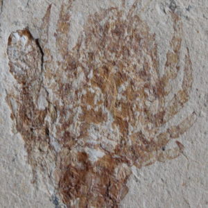 Odontochelion cretaceum