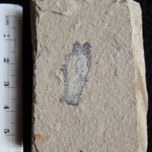 Acanthophoenicides peterpani 08R