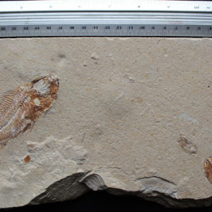 Pateroperca robusta 04R