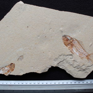 Pateroperca robusta 05R