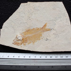 Armigatus 25