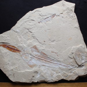 Libanopritis hiram 33