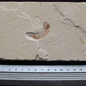 Acanthophoenicides peterpani 49