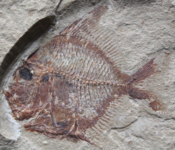 Aipichthys 15B - Image 3