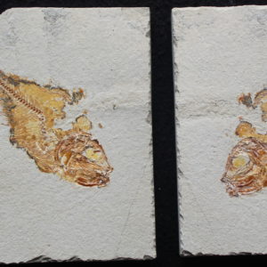 Armigatus 26