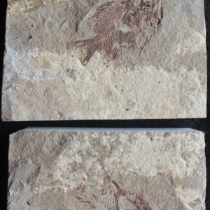 Stichocentrus liratus 02B