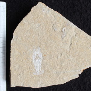 Acanthophoenicides peterpani 10R