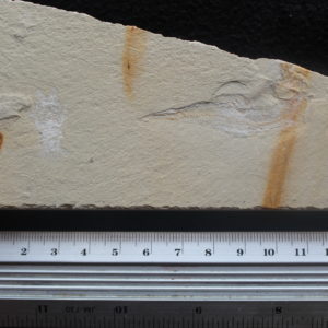 Acanthophoenicides peterpani 50