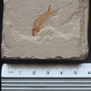 Geryon 18 - Not Available