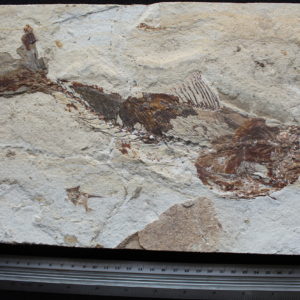 Pankowskichthys libanicus 04B