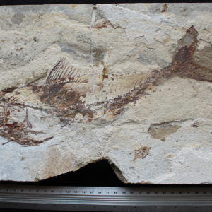 Pankowskichthys libanicus 05B