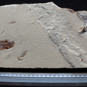 Pateroperca libanica 06R