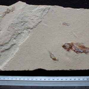 Pateroperca libanica 07R