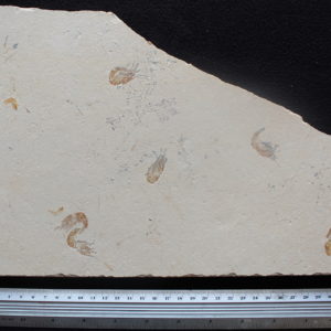 Pateroperca libanica 22