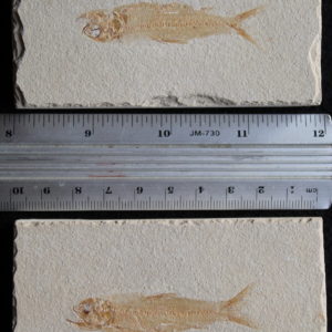 Ctenodentelops striarus 37
