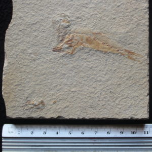 Sedenhorstia dayi 19R