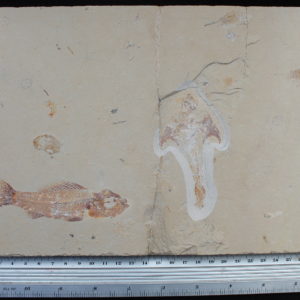 Pateroperca libanica 23