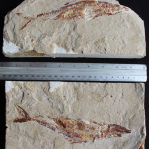 Prionolepis