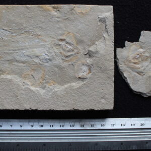 Macropomoides 24